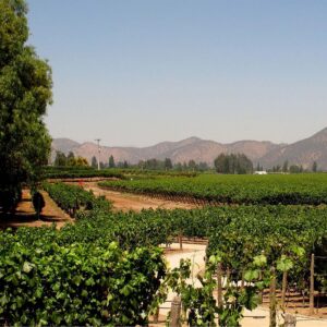 Tour Viña Concha y Toro